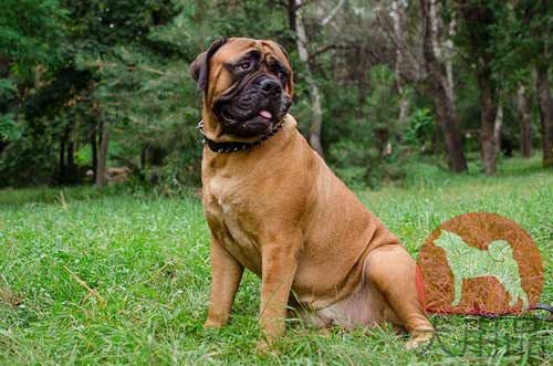 大型犬　首輪　スパイク