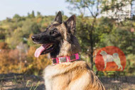 大型犬 首輪 ピンク 大型犬 首輪 ピンク