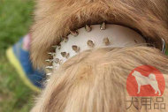 大型犬 首輪(白革) 大型犬 首輪(白革)