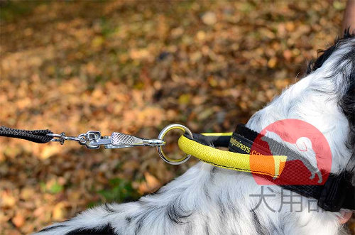 犬　首輪　海外