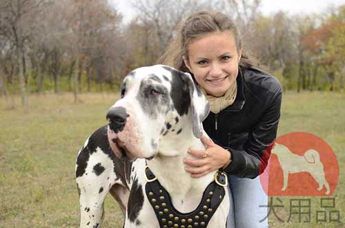 犬用ハーネス、グレート・デーン