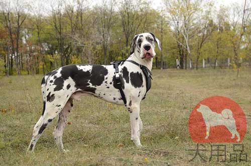 大型犬用のハーネス　グレートデン