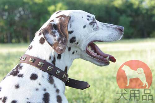 大型犬　首輪　おしゃれ