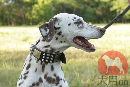 大型犬　首輪　革