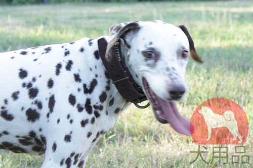 大型犬　首輪　可愛い