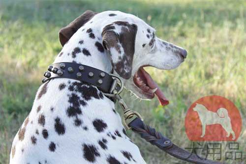 大型犬　首輪　おしゃれ