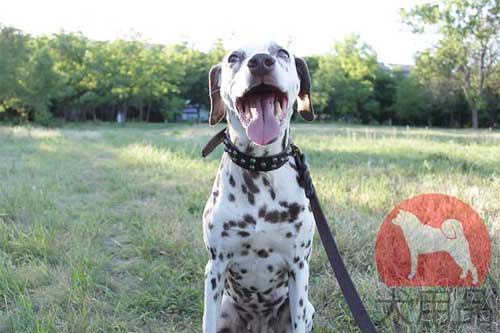 大型犬　首輪　可愛い