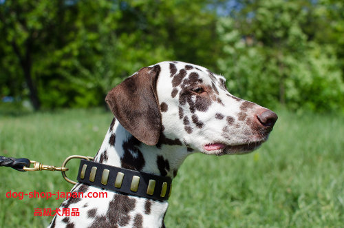 犬　首輪　ダルメシアン