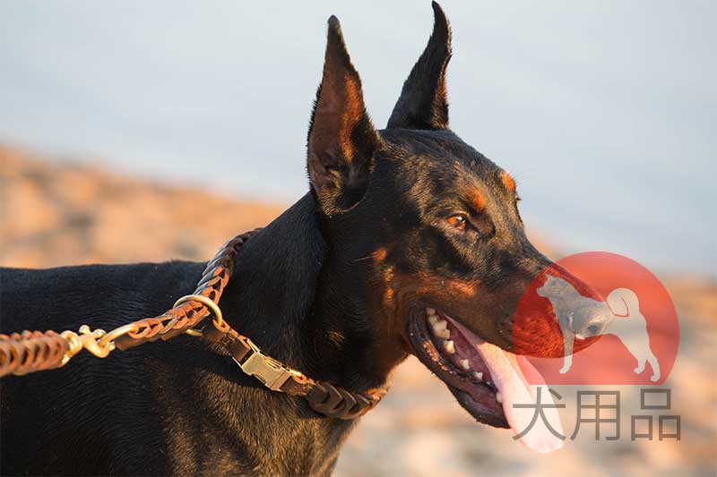 ドーベルマン 革チョーカー C6 犬用品 犬グッズ 犬訓練用具 犬用品通販 犬用品 犬グッズ 犬訓練用具 犬用品通販