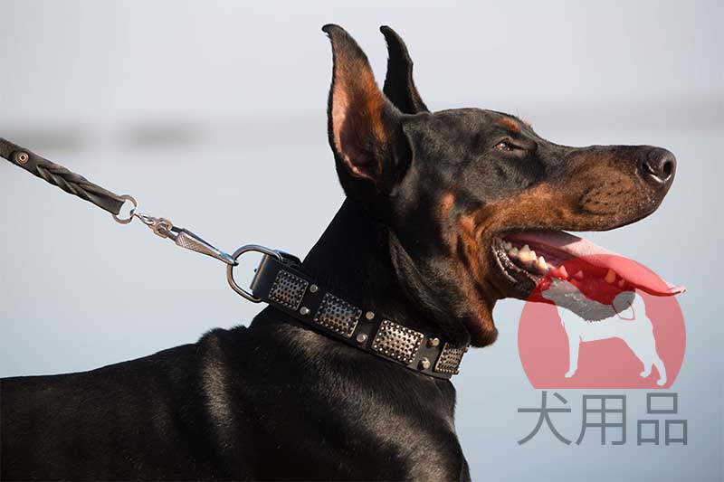 ドーベルマン用プレート付き首輪 C85pn 犬用品 犬グッズ 犬訓練用具 犬用品通販 犬用口輪