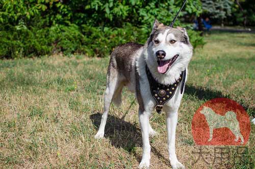 犬のハーネス　ウエスト・シベリアン・ライカ