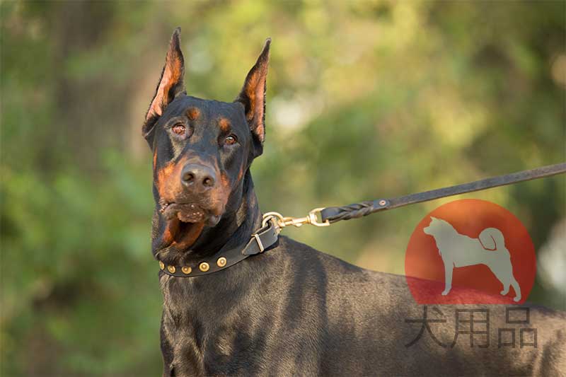 ドーベルマン用ドットスタッズ首輪 S28 1113 Leather Collar 犬用品 犬グッズ 犬訓練用具 犬用品通販 犬用口輪