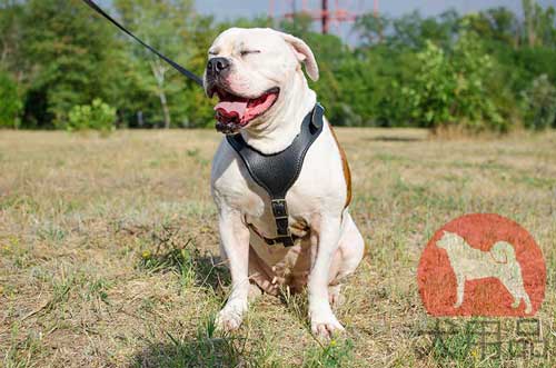 犬のハーネス、アメリカン・ブルドッグ