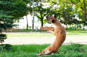 犬用おもちゃボール