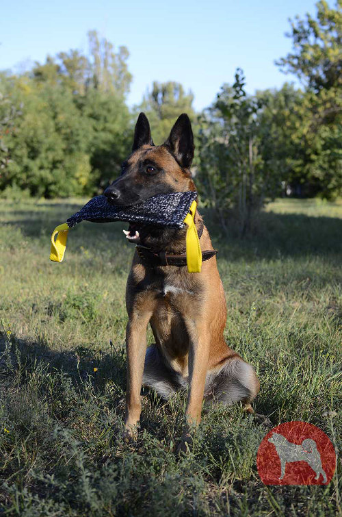 Large dog chew toys