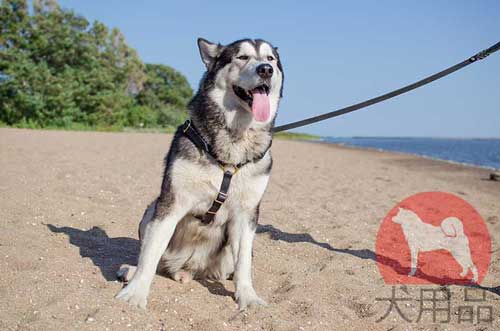 犬のハーネス、高級、マラミュート着用