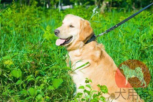 ゴールデンレトリーバー　首輪　革