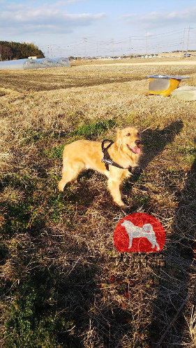 大型犬　ハーネス　ゴールデンレトリーバー