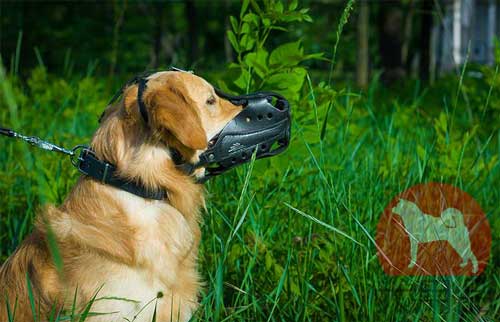 大型犬　口輪