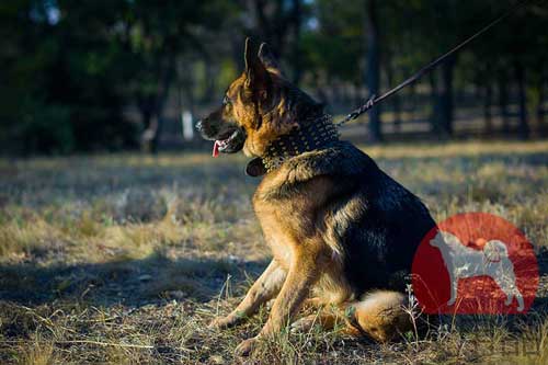 犬用幅広首輪