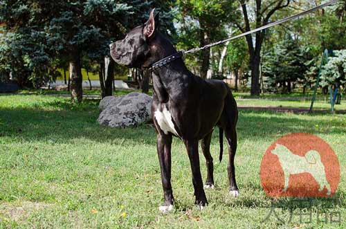 大型犬 首輪 おしゃれ