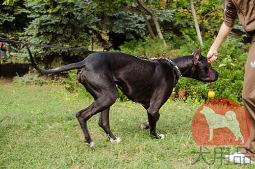 首輪　グレートデン