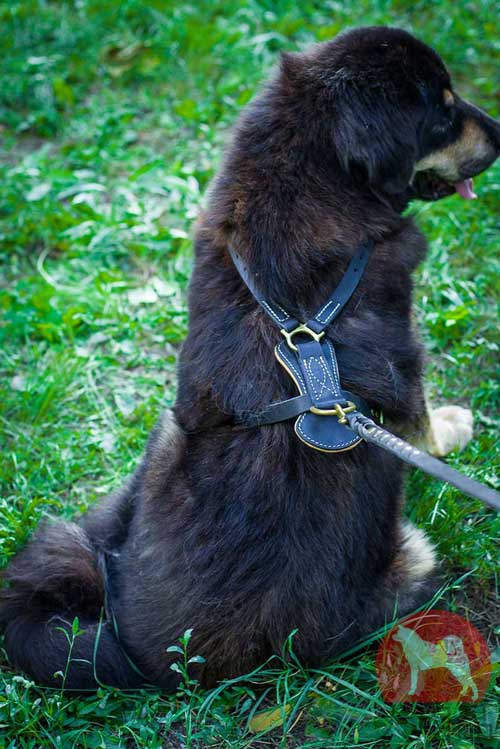 犬　ハーネス　おしゃれ