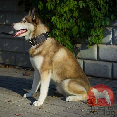 幅広い　首輪　大型犬