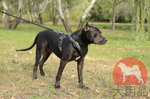 犬用のハーネス、ピットブル