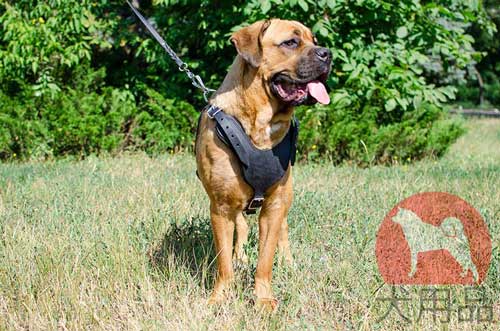 犬のハーネス カネ・コルソ