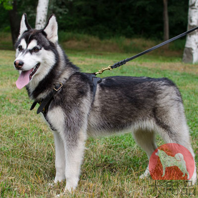 犬　ハーネス　通気性が良い