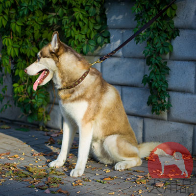 シベリアンハスキー　犬用品