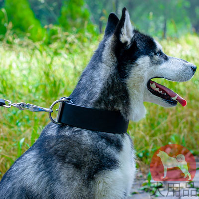 シベリアンハスキー犬用品