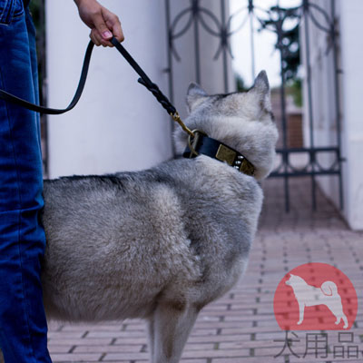 ハスキー　首輪　大型犬