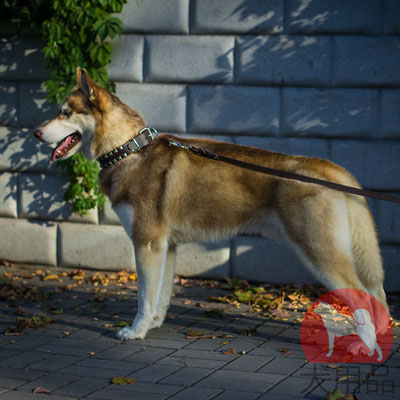 大型犬　首輪　本革