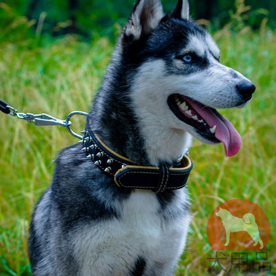 大型犬　首輪　ハスキー