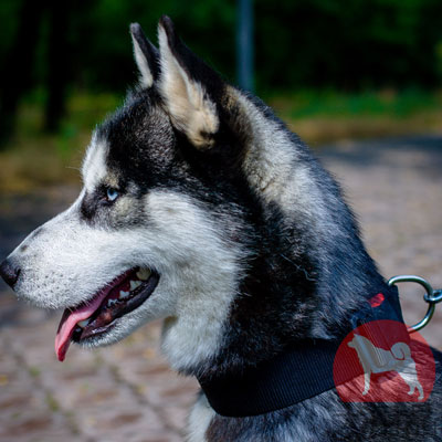 大型犬　首輪　ナイロン