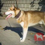 大型犬 首輪 ハスキー日常散歩にぴったり! 大型犬 首輪 ハスキー日常散歩にぴったり!