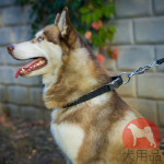 大型犬 首輪 ナイロン製 クイックロックバックル付き 大型犬 首輪 ナイロン製 クイックロックバックル付き