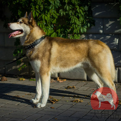 大型犬　散歩　首輪