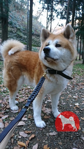 秋田犬　リード