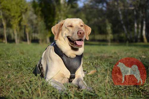 犬用のハーネス、ラブラドール