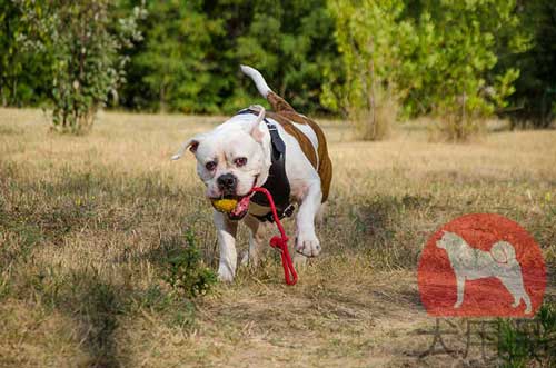 犬用のハーネス、大型犬、中型犬、アメリカン・ブルドッグ