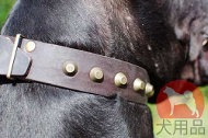 グレートデン スタッズ首輪 グレートデン スタッズ首輪