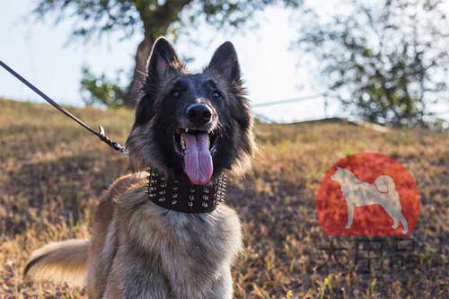 大型犬　首輪　スパイク