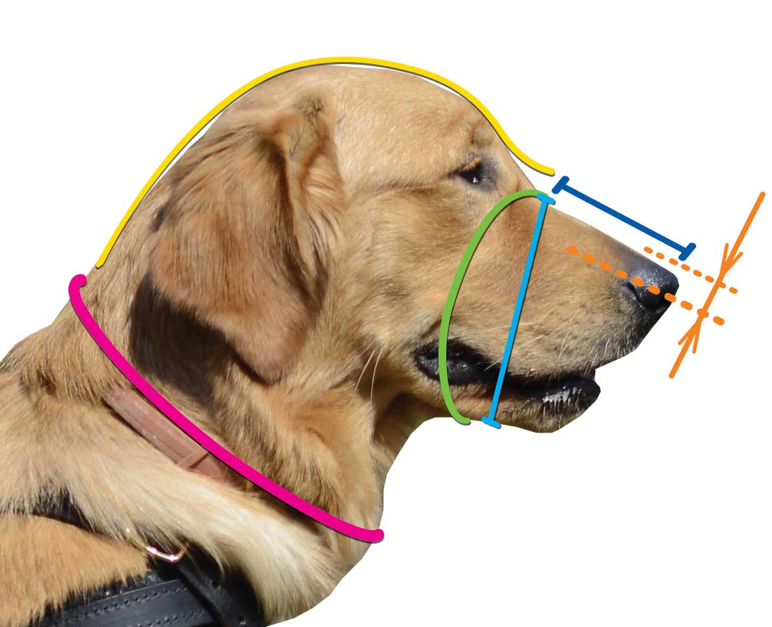 犬の口輪　測り方