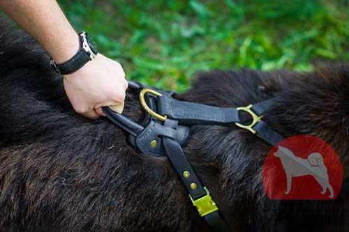 大型犬　胴輪