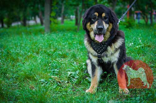 大型犬　ハーネス　本革