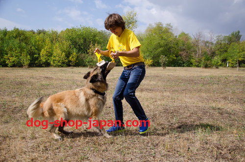 犬　噛み棒