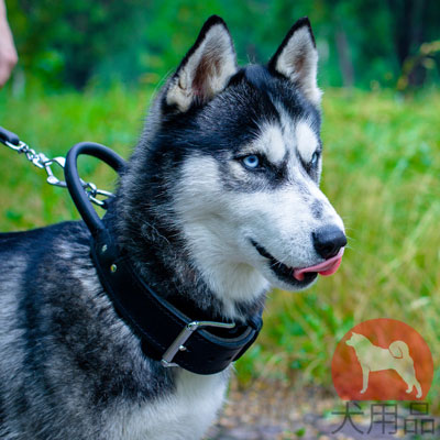 犬　首輪　ハスキー